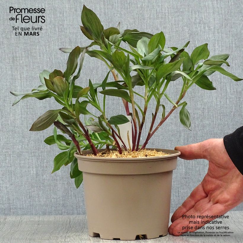 Example of Alstroemeria Indian Summer - Lis des Incas Pot de 2L/3L as you get in printemps