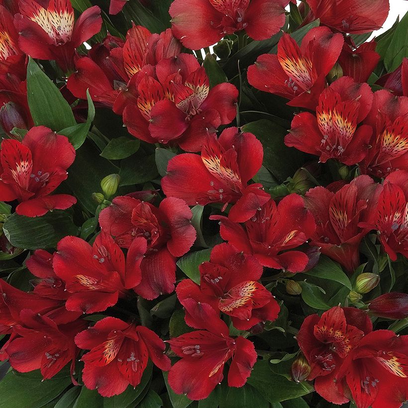 Alstroemeria Inticancha Doba - Lis des Incas (Flowering)