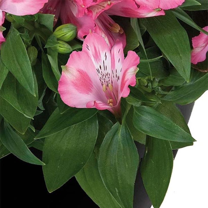 Alstroemeria Inticancha Imala - Lis des Incas (Foliage)