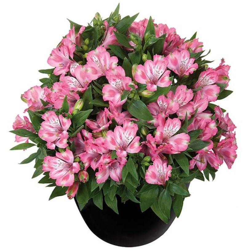 Alstroemeria Inticancha Imala - Lis des Incas (Plant habit)