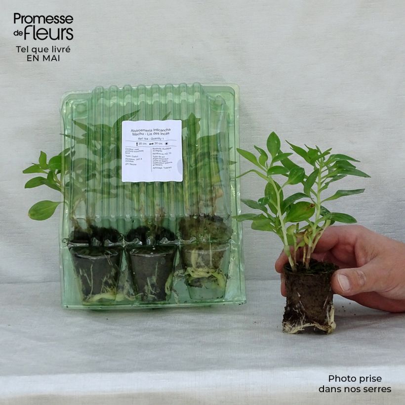 Example of Alstroemeria Inticancha Machu - Lis des Incas Motte 4 cm x 4,5 cm, Plant vert de 5 à 10 cm de haut as you get in printemps