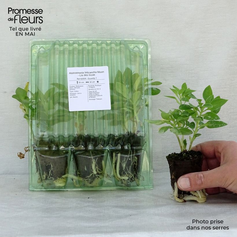 Spécimen de Alstroemeria Inticancha Moon - Lis des Incas Motte 4 cm x 4,5 cm, Jeune plant en mini-motte d'environ 3-5 cm de haut tel que livré au printemps