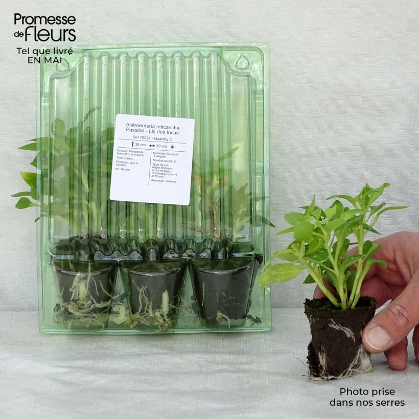 Spécimen de Alstroemeria Inticancha Passion - Lis des Incas Motte 4 cm x 4,5 cm, Livré en plant vert de 5 à 10 cm de hauteur tel que livré au printemps