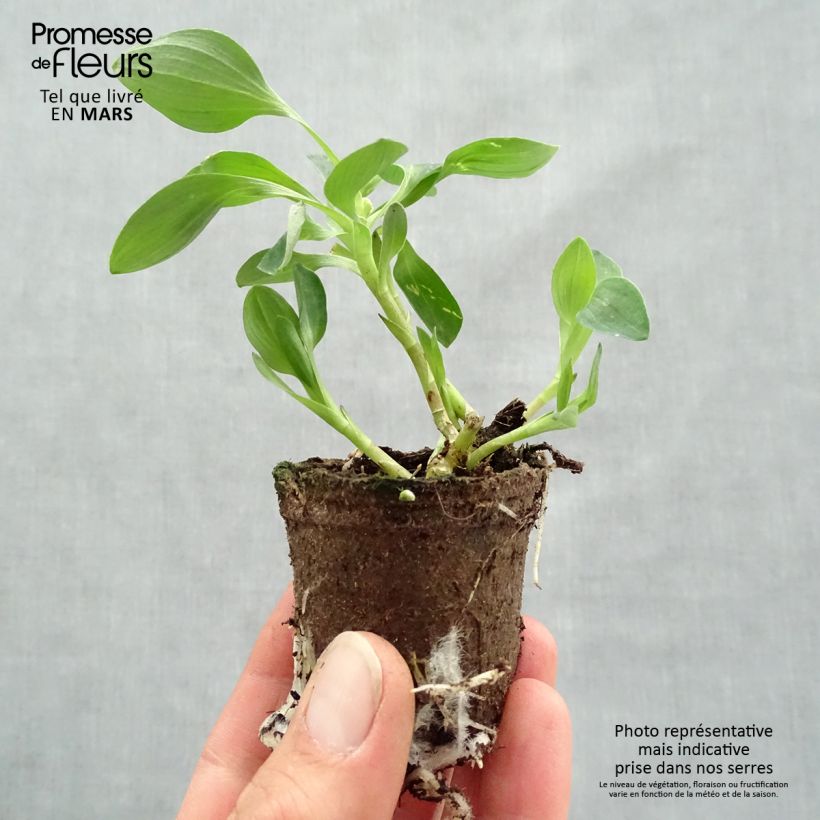 Example of Alstroemeria Inticancha Red ou Valentino - Lis des Incas Motte 4 cm x 4,5 cm, Livré en plant vert de 5 à 10 cm de hauteur as you get in printemps