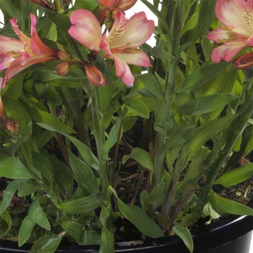 Alstroemeria Summer Break - Lys des Incas (Foliage)