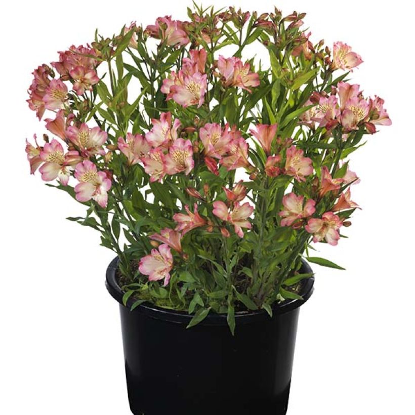 Alstroemeria Summer Break - Lys des Incas (Plant habit)