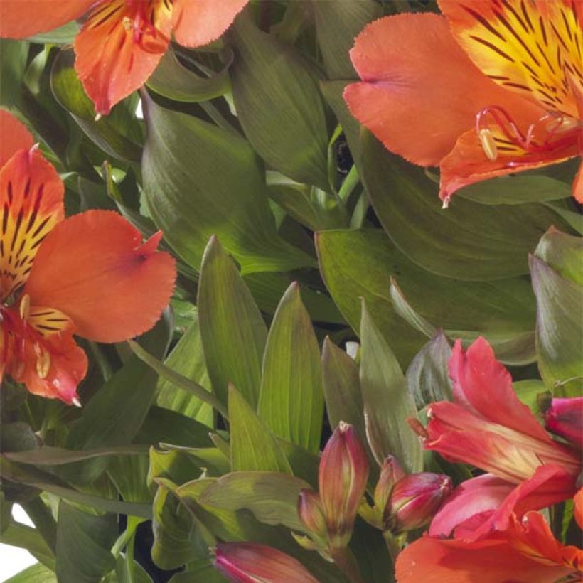 Alstroemeria Summer Holiday - Lis des Incas (Foliage)