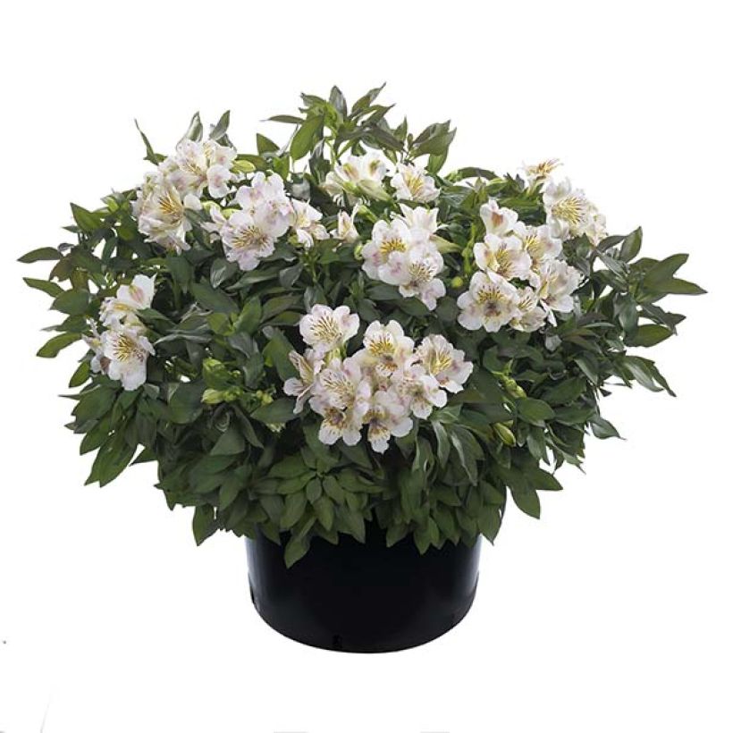 Alstroemeria Times Valley - Lis des Incas (Port)