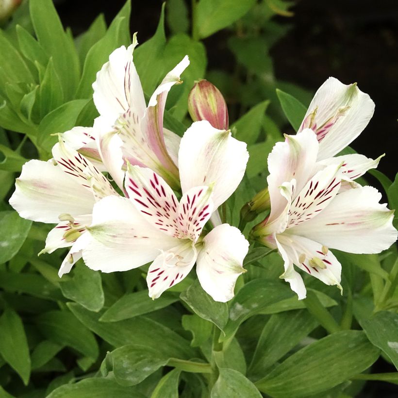 Alstroémère haute Majestic Mazé - Lys des Incas (Floraison)