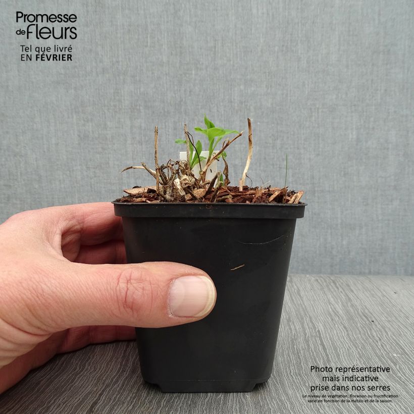 Spécimen de Alstroemeria Mars - Lys des Incas Godet de 8/9 cm tel que livré en hiver