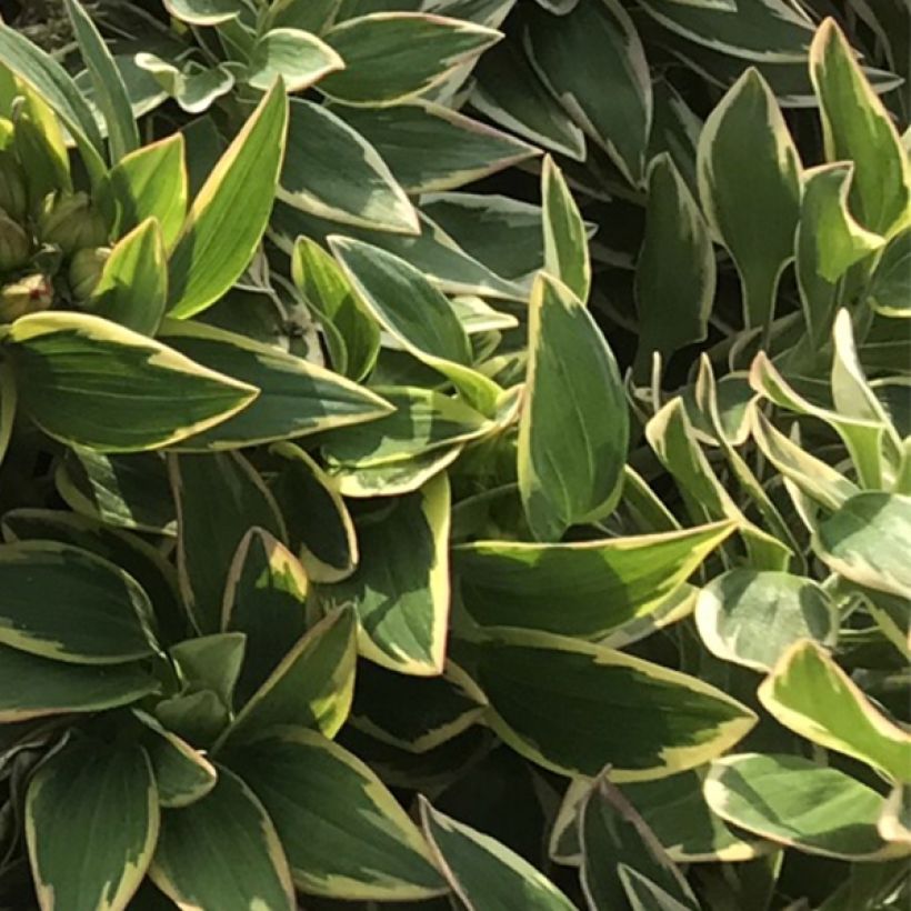 Alstroemeria River Valley - Lys des Incas (Foliage)