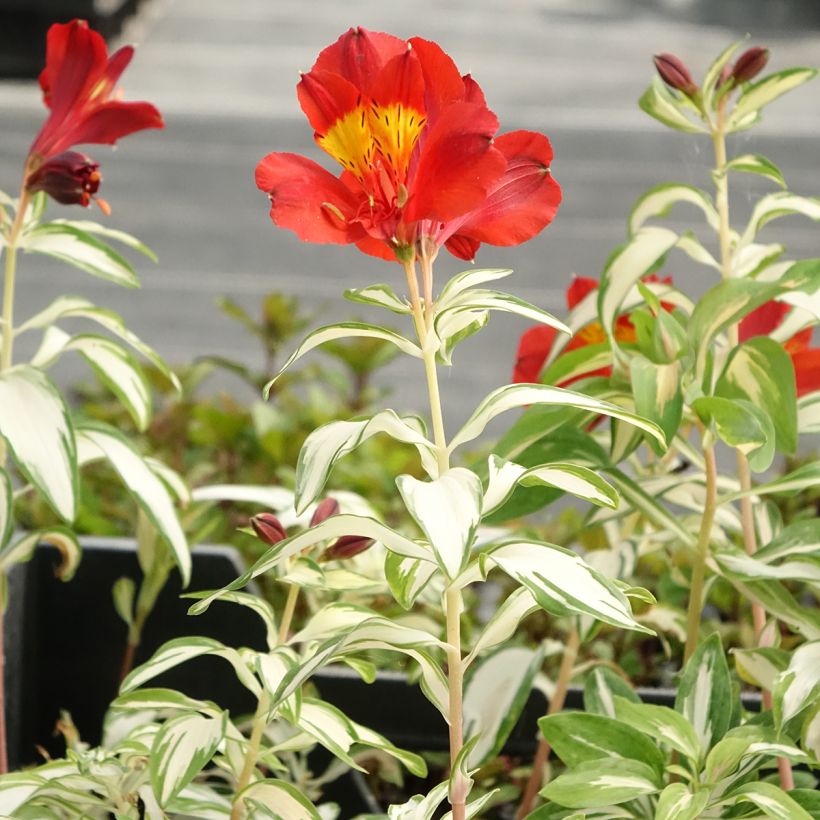 Alstroemeria Rock'n roll - Lis des Incas (Port)