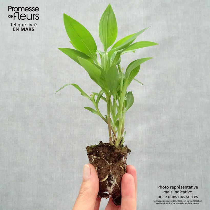 Example of Alstroemeria Summer Break - Lys des Incas Motte 4 cm x 4,5 cm, Jeune plant en mini-motte d'environ 3-5 cm de haut as you get in printemps