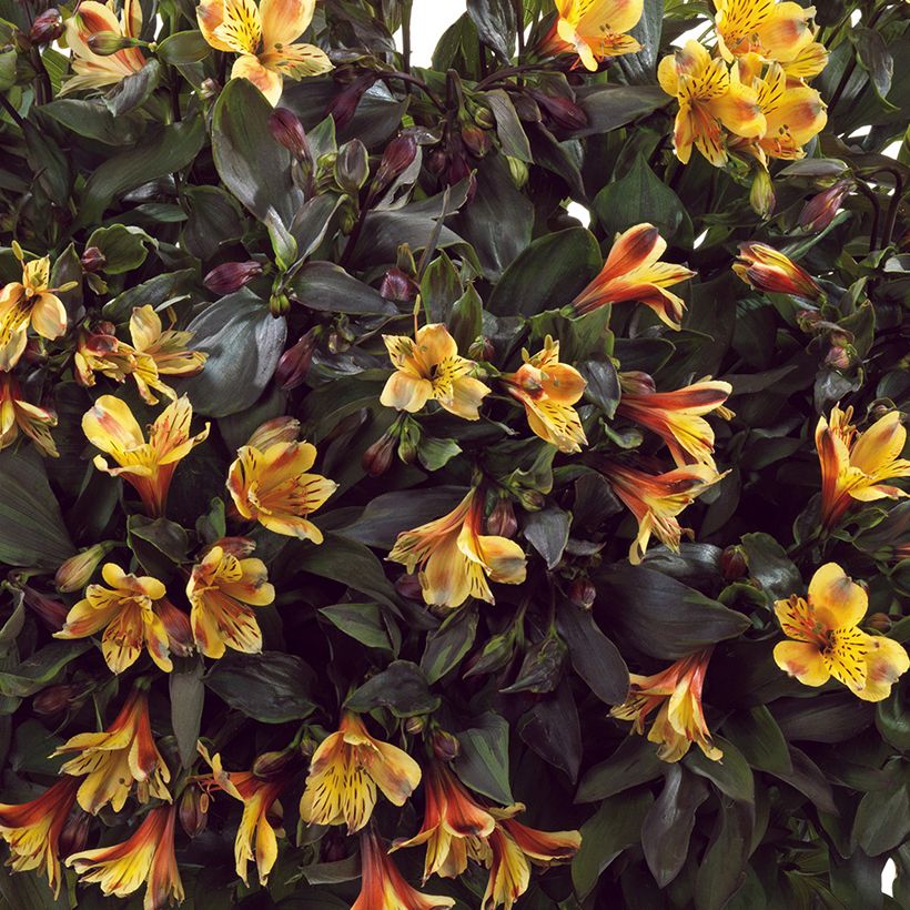 Alstroemeria Summer Breeze - Lis des Incas (Flowering)