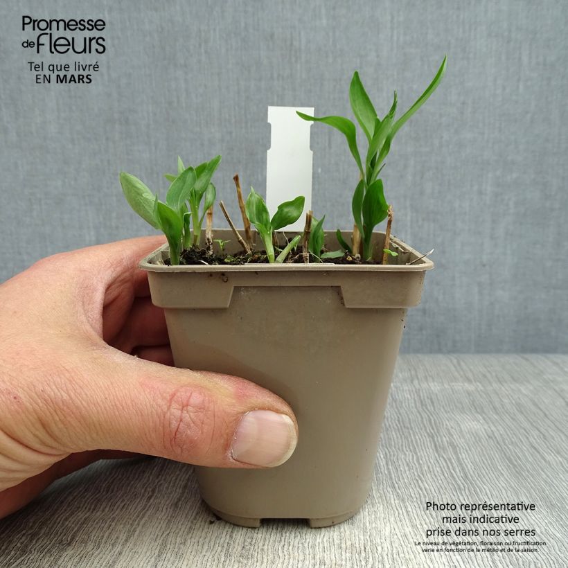 Spécimen de Alstroemeria Sweet Laura - Lys des Incas Godet de 8/9 cm tel que livré au printemps