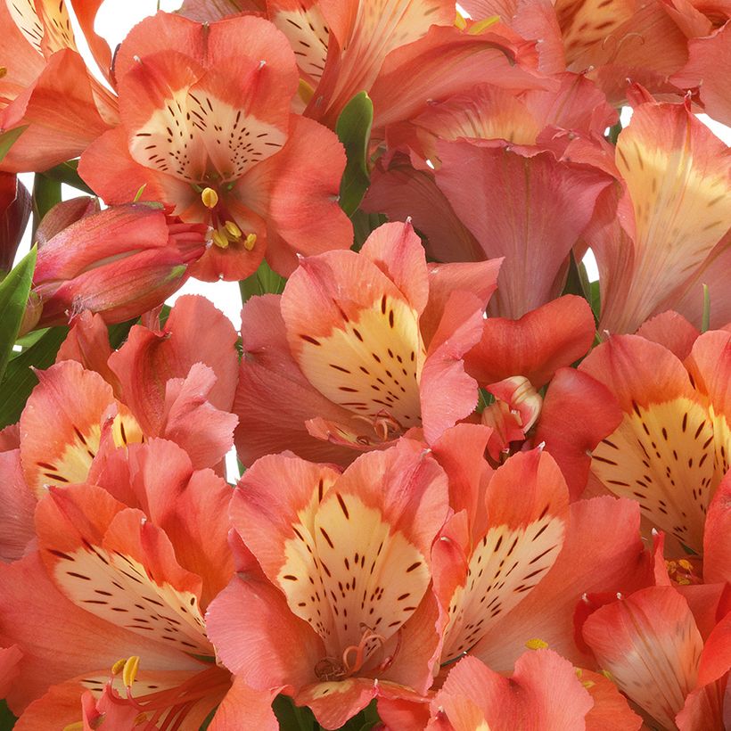 Alstroemeria Valley Girl - Lis des Incas (Flowering)