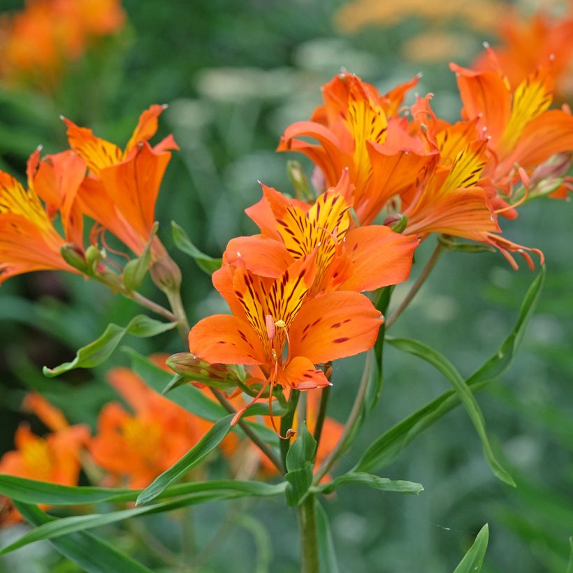 Alstroemeria aurea Orange King - Lys des Incas (Floraison)