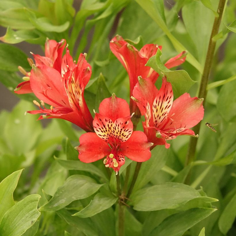 Alstroémère Duc d'Anjou Louis - Lys des Incas (Floraison)