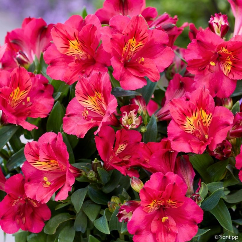 Alstroemeria Incalys Cherry - Lis des Incas (Floraison)