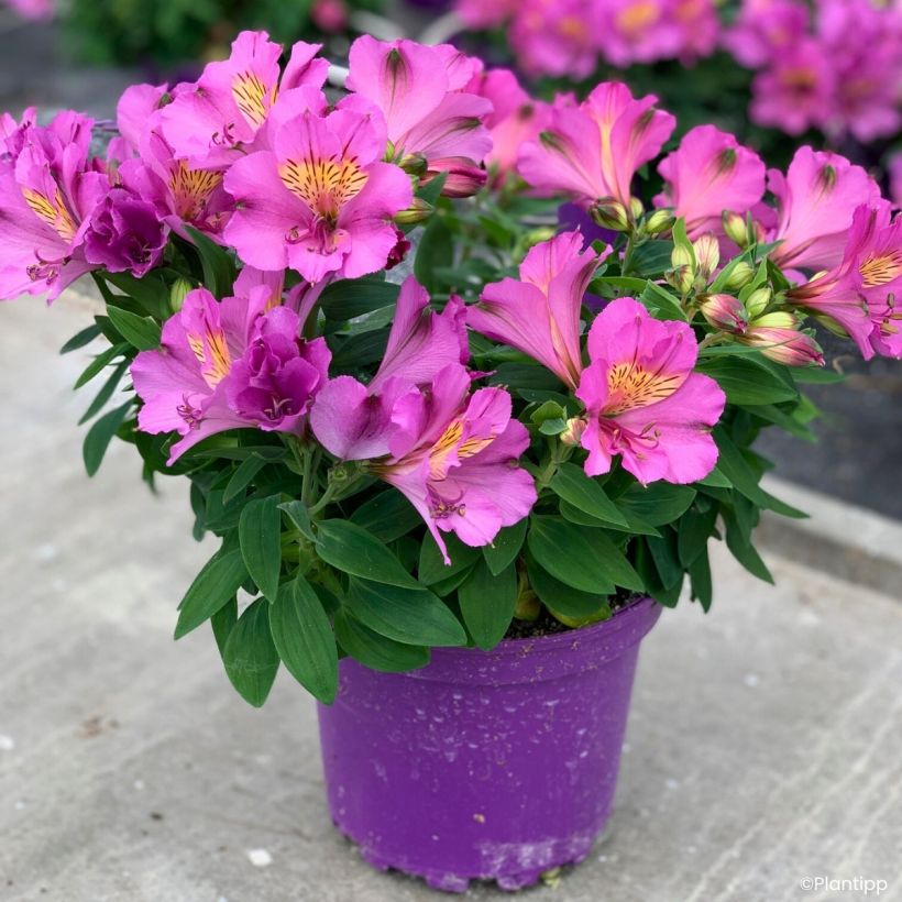 Alstroemeria Incalys Purple - Lis des Incas (Port)