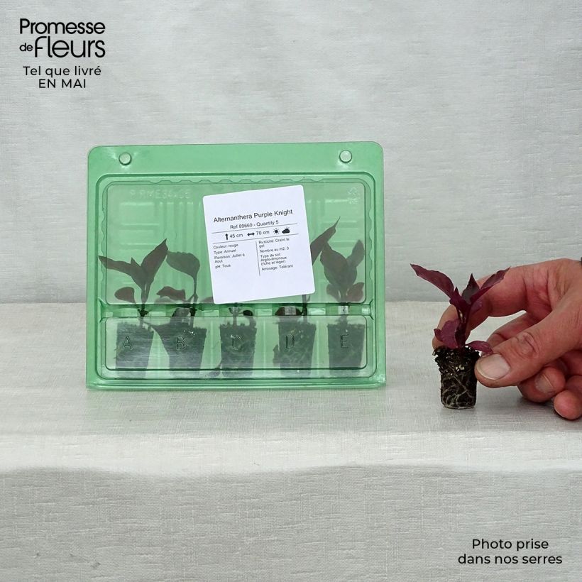 Example of Alternanthera Purple Knight Mini-motte Ø 3/4 cm as you get in printemps