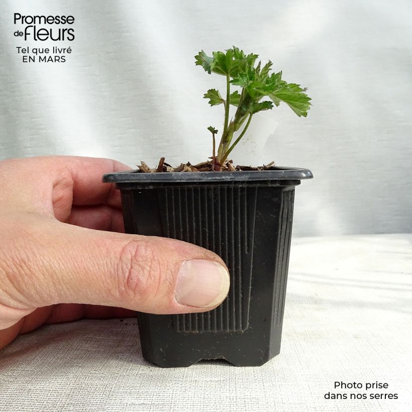 Example of Althaea cannabina - Guimauve faux-chanvre Godet de 8/9 cm as you get in printemps