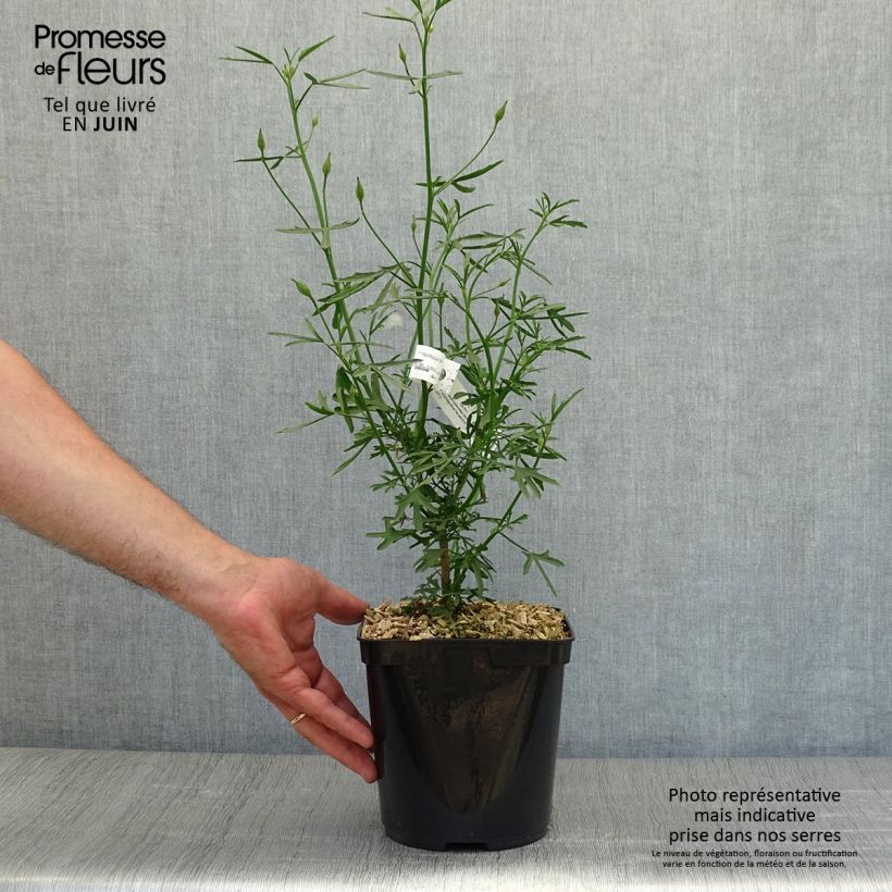Spécimen de Alyogyne Delightfully - Hibiscus bleu d'Australie Pot de 4L/5L tel que livré en été