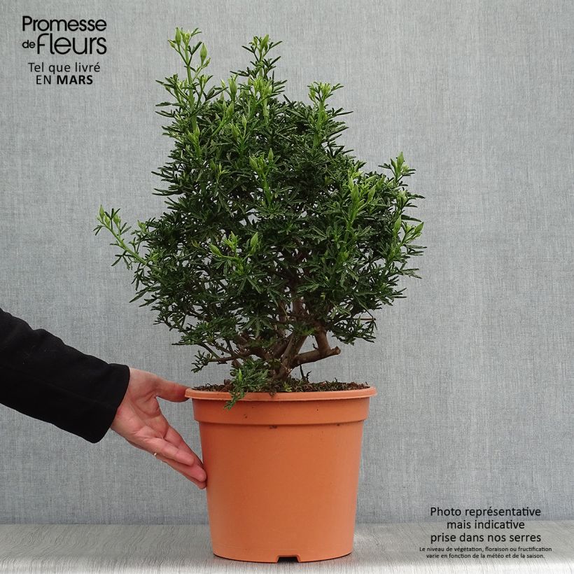 Spécimen de Alyogyne cuneiformis - Hibiscus d'Australie Pot de 3L/4L tel que livré au printemps