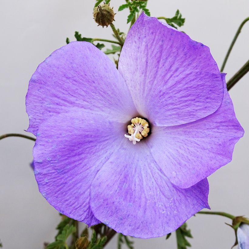 Alyogyne huegelii - Hibiscus bleu d'Australie (Flowering)
