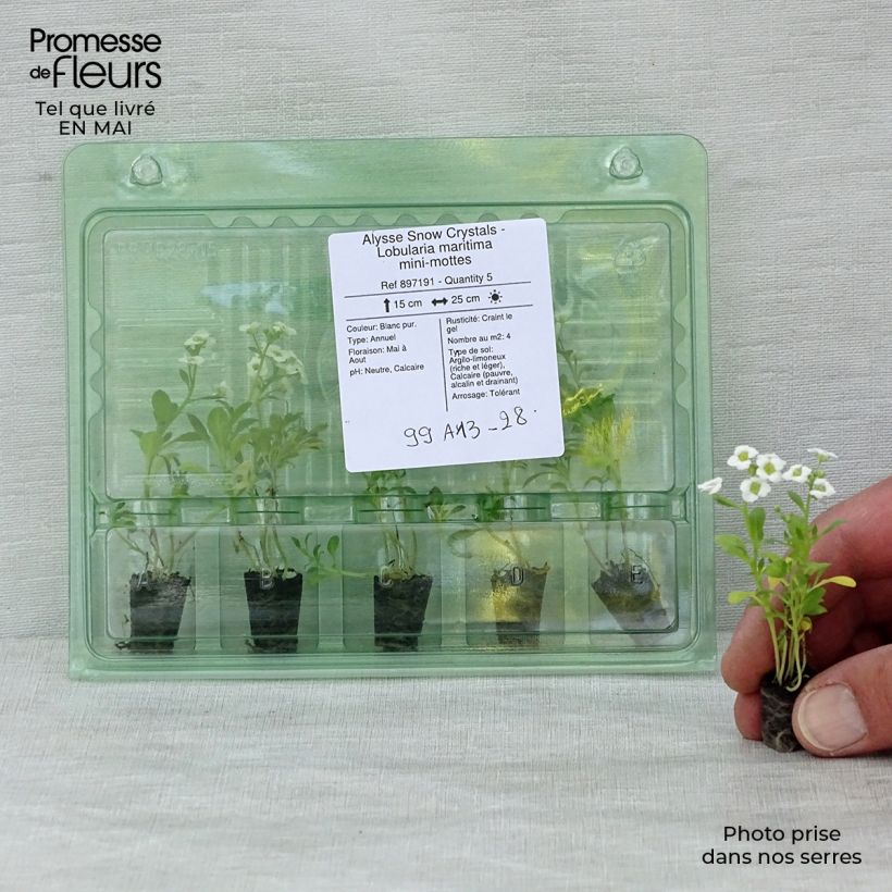 Example of Alysse Snow Crystals - Lobularia maritima Mini-motte Ø 1,5/2,5 cm as you get in printemps