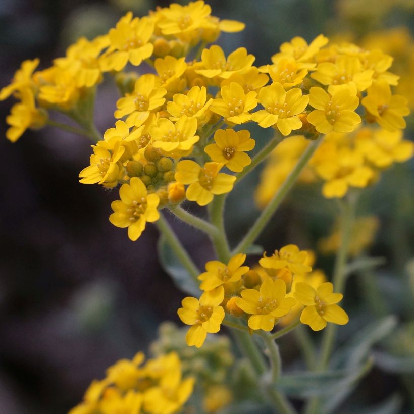 Alyssum argenteum - Alysson argenté (Flowering)