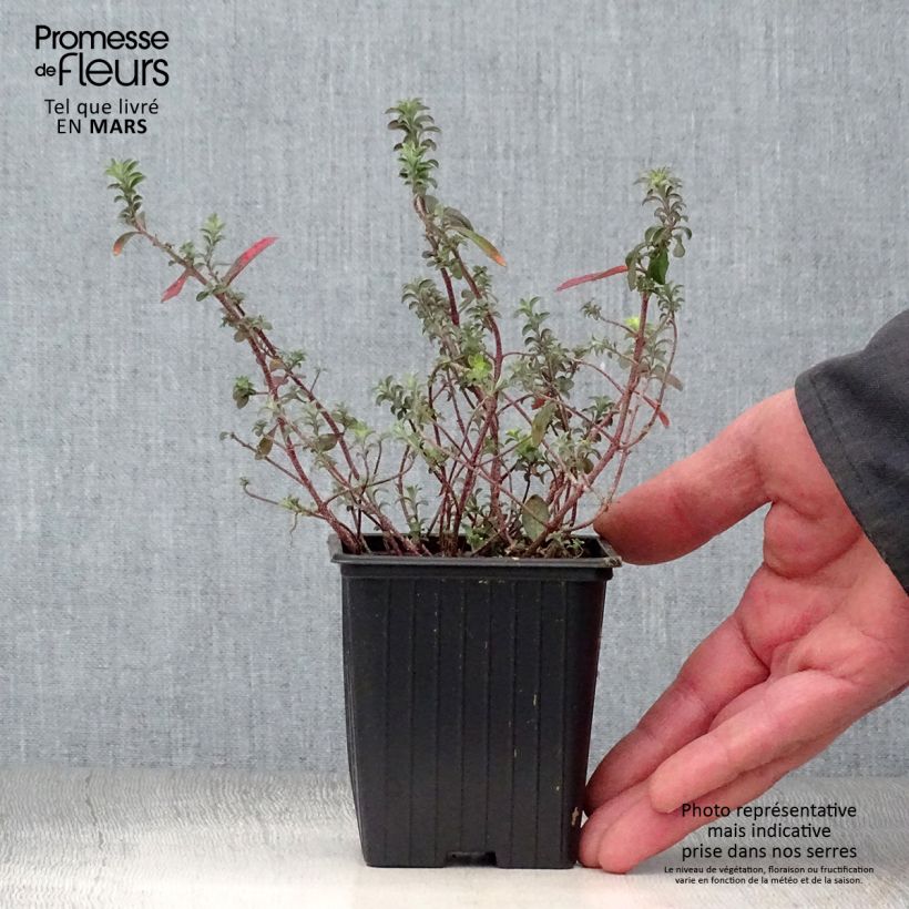 Example of Alyssum argenteum - Alysson argenté Godet de 7/8 cm as you get in printemps