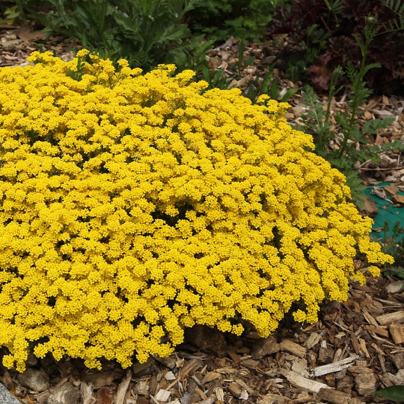 Alyssum saxatile Compactum - Corbeille d'Or (Plant habit)