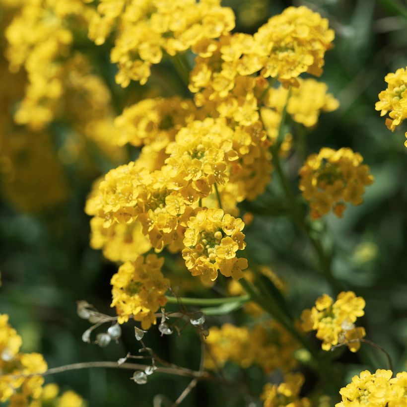 Alyssum saxatile Goldkugel - Corbeille d'Or à fleurs jaunes (Flowering)