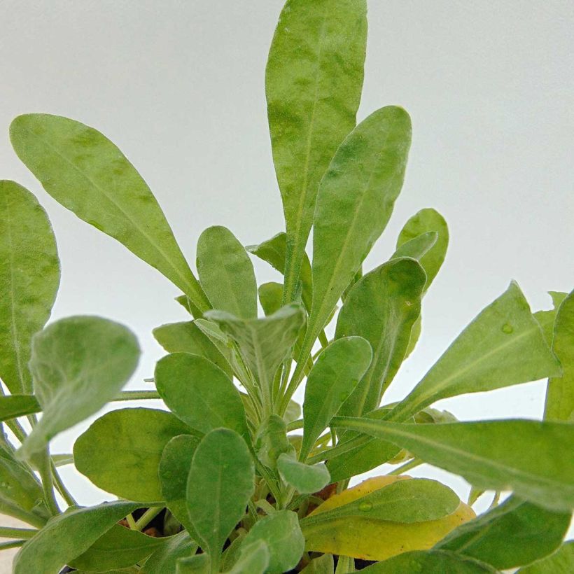 Alyssum saxatile Goldkugel - Corbeille d'Or à fleurs jaunes (Foliage)