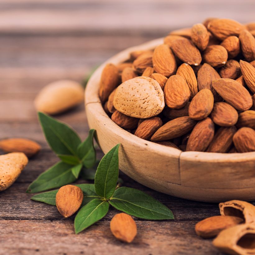 Amandier commun - Prunus dulcis (Harvest)