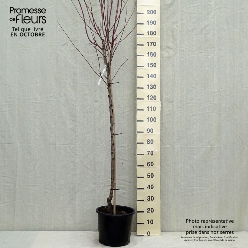 Spécimen de Amandier Supernova autofertile - Prunus dulcis Pot de 12L/15L, Demi-Tige tel que livré en automne