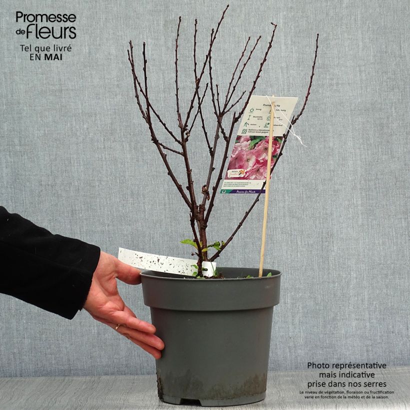 Example of Amandier à fleurs - Prunus triloba  Pot de 4L/5L as you get in printemps