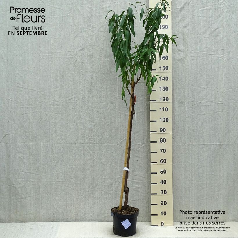 Spécimen de Amandier commun - Prunus dulcis Pot de 7,5L/10L, Demi-Tige tel que livré en été