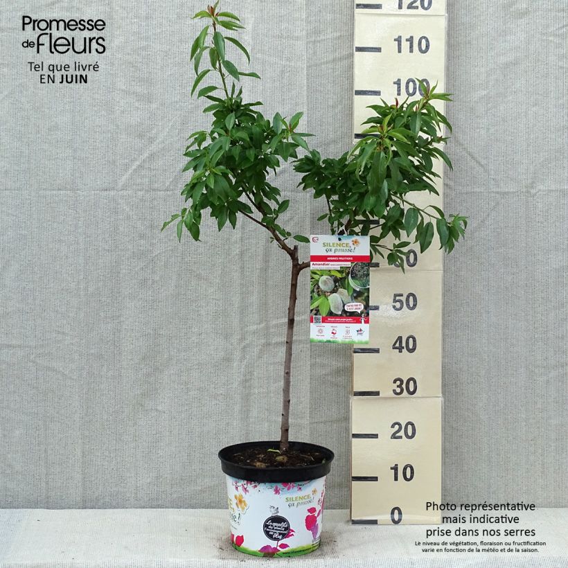 Example of Amandier nain Garden Prince Pot de 6L/7L, 1/4 de tige, Tige de 40 cm as you get in printemps
