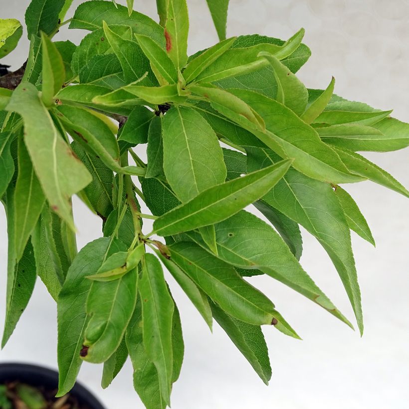 Amandier nain Garden Prince (Foliage)