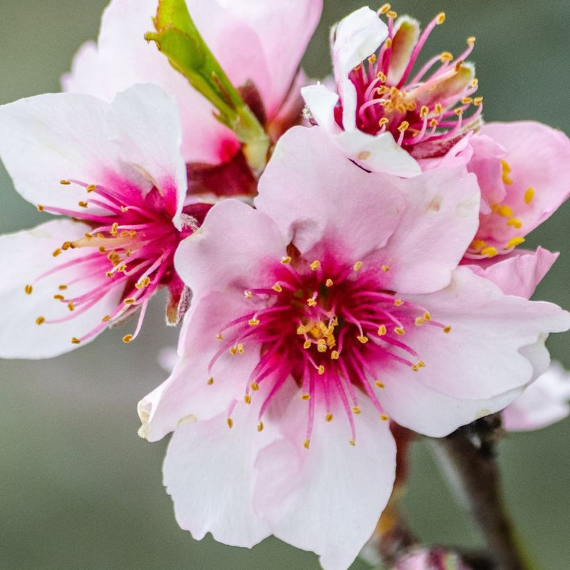 Amandier nain autofertile Fruit me Almond me - Prunus dulcis (Flowering)