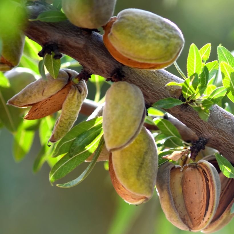 Amandier nain autofertile Fruit me Almond me - Prunus dulcis (Harvest)