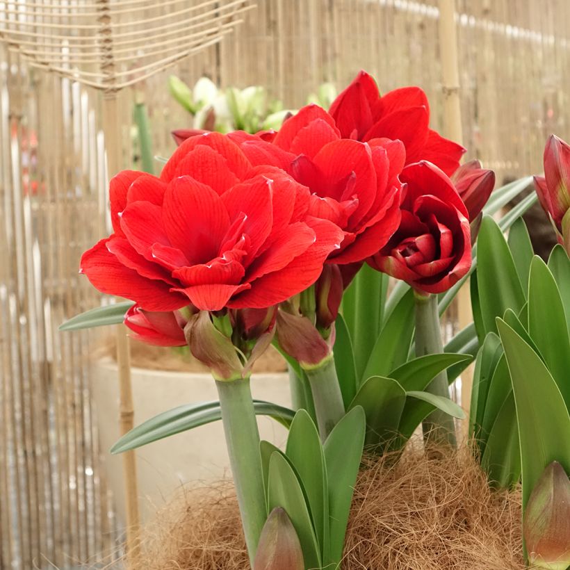 Amaryllis Double Dragon (Port)