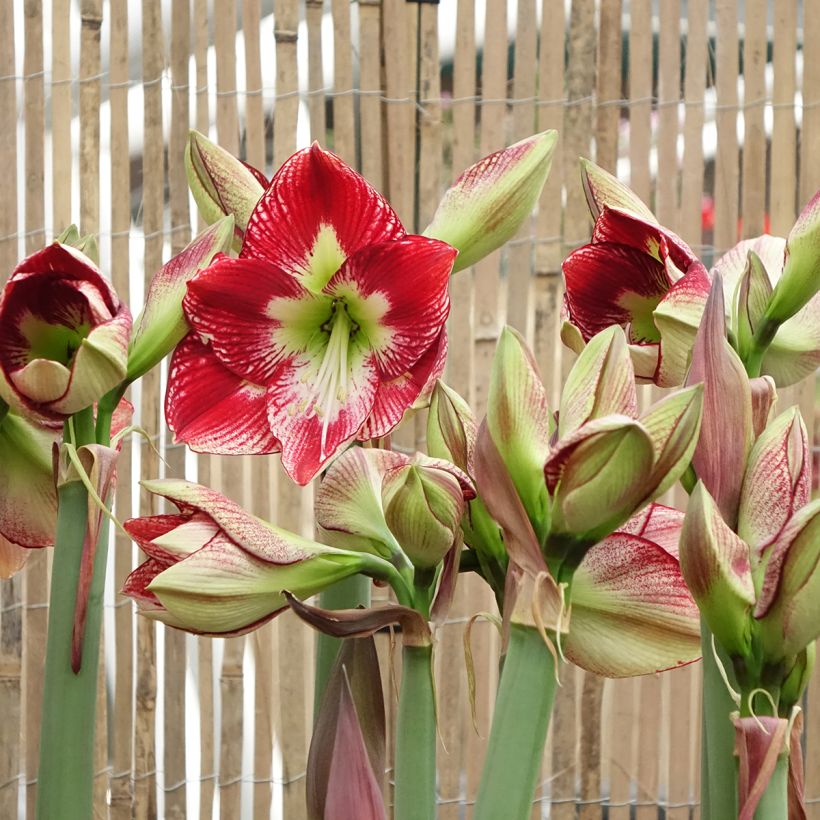 Amaryllis Flamenco Queen (Floraison)