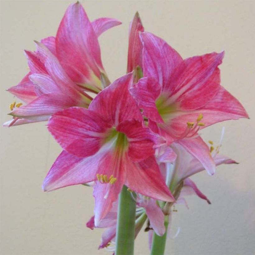Amaryllis Neon calibre 28/30 (Floraison)