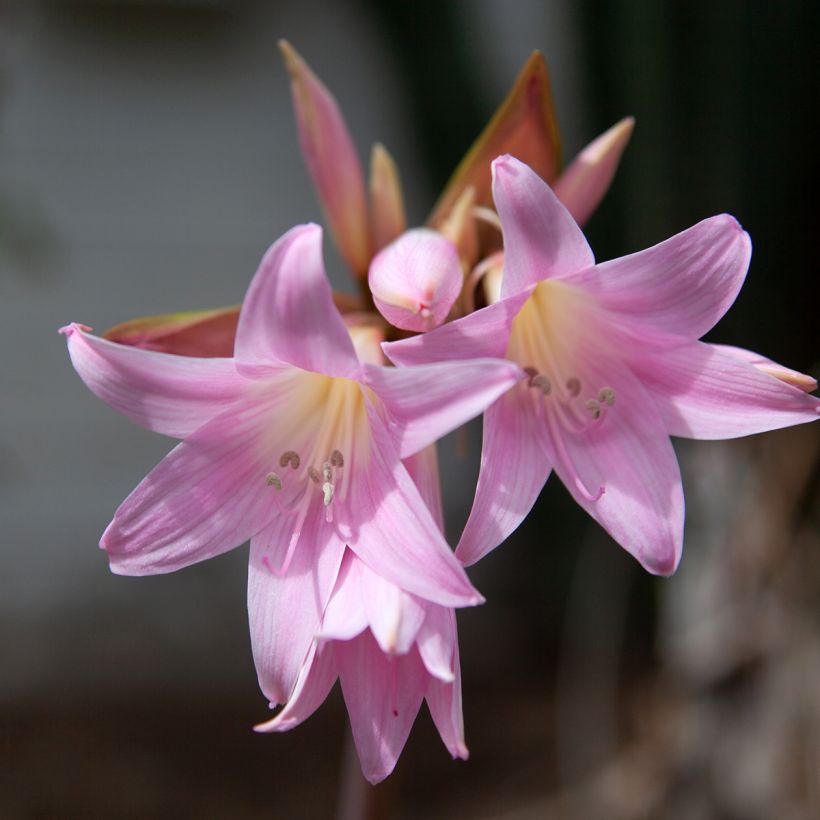 Amaryllis belladonna - Lis belladonne (Flowering)