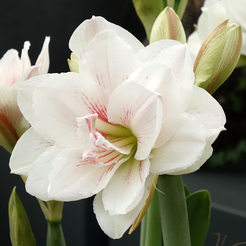 Amaryllis double Aquaro - Hippeastrum (Floraison)