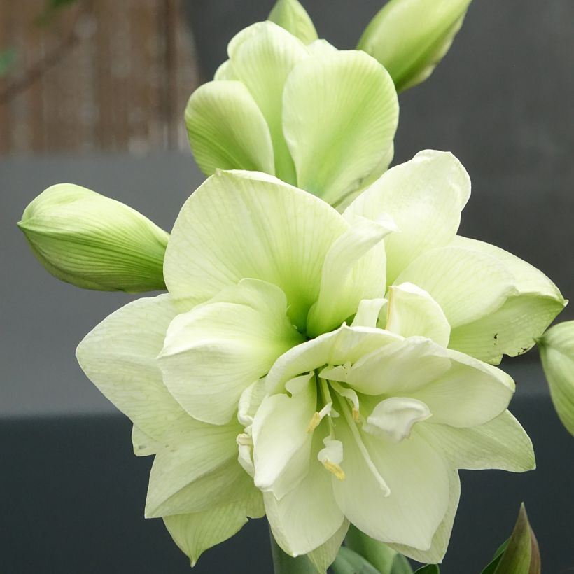 Amaryllis double Marilyn (Floraison)
