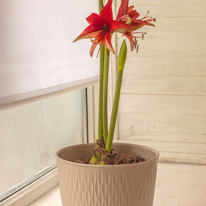 Amaryllis Cybester Bogota  (Port)